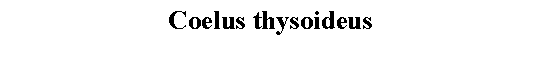 Text Box: Coelus thysoideus 