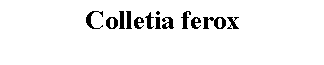 Text Box: Colletia ferox 