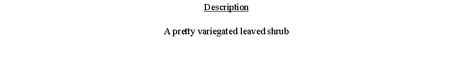 Text Box: DescriptionA pretty variegated leaved shrub 