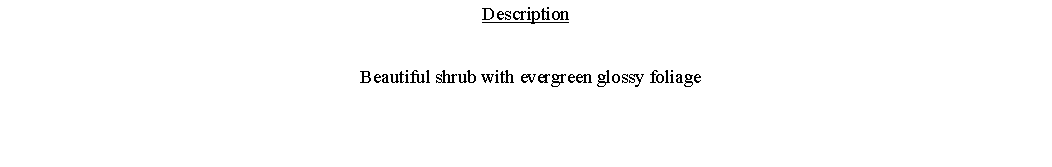 Text Box: Description  Beautiful shrub with evergreen glossy foliage 