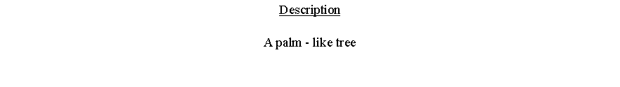Text Box: DescriptionA palm - like tree 