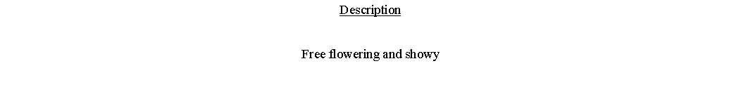 Text Box: DescriptionFree flowering and showy 