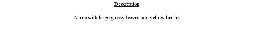 Text Box: DescriptionA tree with large glossy leaves and yellow berries 