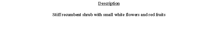 Text Box: DescriptionStiff recumbent shrub with small white flowers and red fruits 