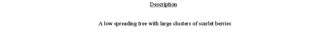 Text Box: Description  A low spreading tree with large clusters of scarlet berries 