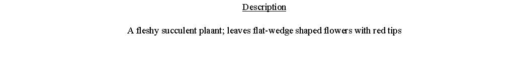 Text Box: DescriptionA fleshy succulent plaant; leaves flat-wedge shaped flowers with red tips 