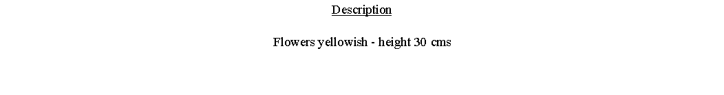Text Box: DescriptionFlowers yellowish - height 30 cms 