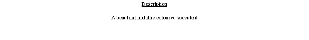 Text Box: DescriptionA beautiful metallic coloured succulent 