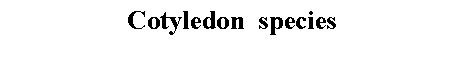 Text Box: Cotyledon  species 