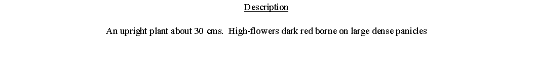 Text Box: DescriptionAn upright plant about 30 cms.  High-flowers dark red borne on large dense panicles 