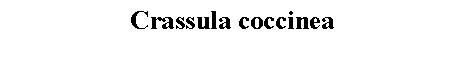 Text Box: Crassula coccinea 