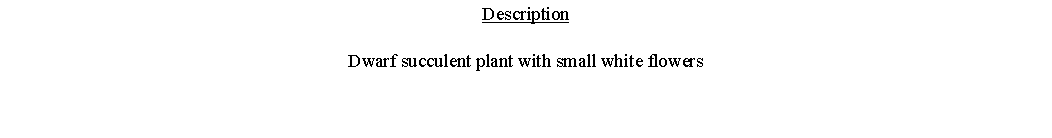 Text Box: DescriptionDwarf succulent plant with small white flowers 