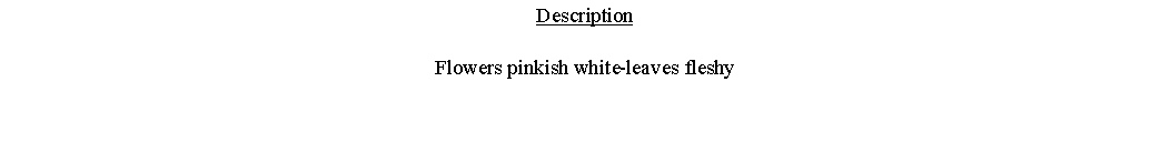 Text Box: DescriptionFlowers pinkish white-leaves fleshy 