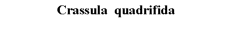 Text Box: Crassula  quadrifida 