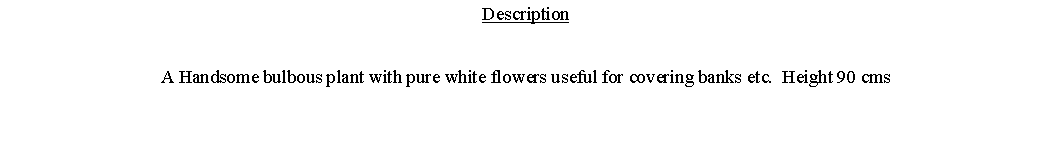 Text Box: DescriptionA Handsome bulbous plant with pure white flowers useful for covering banks etc.  Height 90 cms 