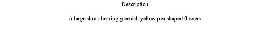 Text Box: DescriptionA large shrub bearing greenish yellow pea shaped flowers 