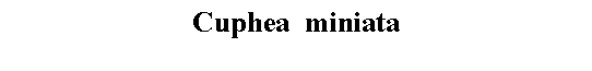 Text Box: Cuphea  miniata