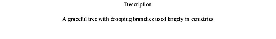 Text Box: DescriptionA graceful tree with drooping branches used largely in cemetries 