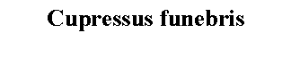 Text Box: Cupressus funebris 