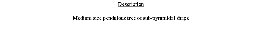 Text Box: DescriptionMedium size pendulous tree of sub-pyramidal shape 