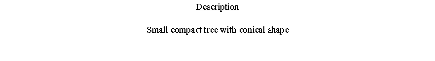 Text Box: DescriptionSmall compact tree with conical shape 