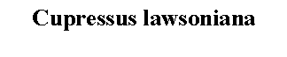 Text Box: Cupressus lawsoniana 