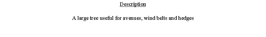 Text Box: DescriptionA large tree useful for avenues, wind belts and hedges 