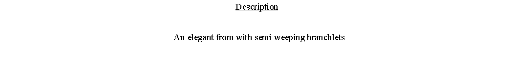 Text Box: Description  An elegant from with semi weeping branchlets 