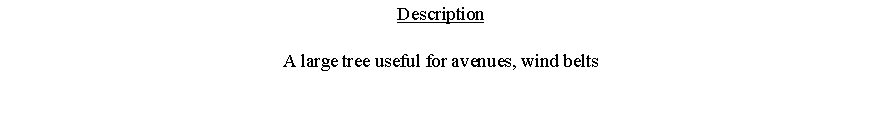Text Box: DescriptionA large tree useful for avenues, wind belts 