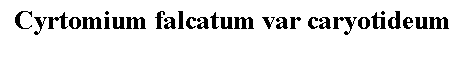 Text Box: Cyrtomium falcatum var caryotideum 