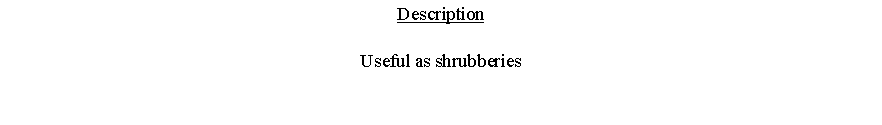 Text Box: DescriptionUseful as shrubberies 