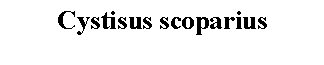 Text Box: Cystisus scoparius 