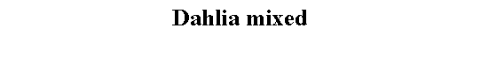 Text Box: Dahlia mixed 