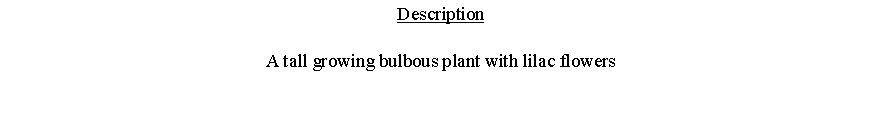Text Box: DescriptionA tall growing bulbous plant with lilac flowers 