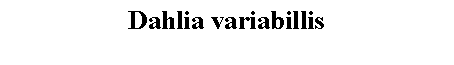 Text Box: Dahlia variabillis 
