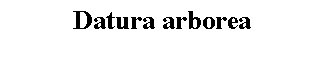 Text Box: Datura arborea 