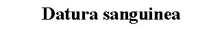 Text Box: Datura sanguinea 