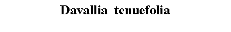 Text Box: Davallia  tenuefolia 