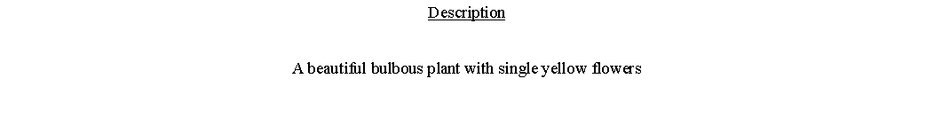Text Box: DescriptionA beautiful bulbous plant with single yellow flowers 