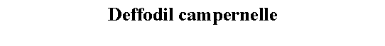 Text Box: Deffodil campernelle 