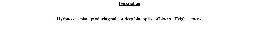 Text Box: DescriptionHyebaceous plant producing pale or deep blue spike of bloom.  Height 1 metre