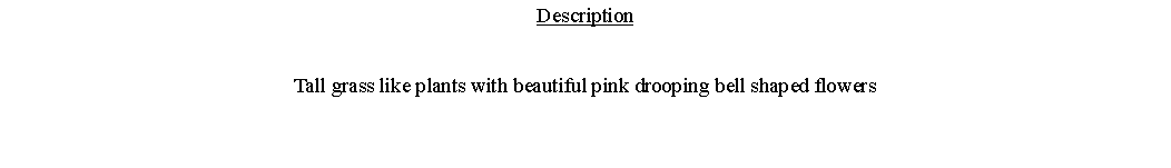 Text Box: DescriptionTall grass like plants with beautiful pink drooping bell shaped flowers 