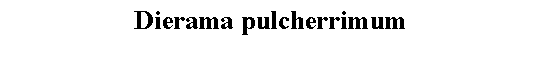 Text Box: Dierama pulcherrimum 