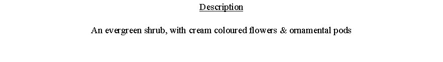 Text Box: DescriptionAn evergreen shrub, with cream coloured flowers & ornamental pods 