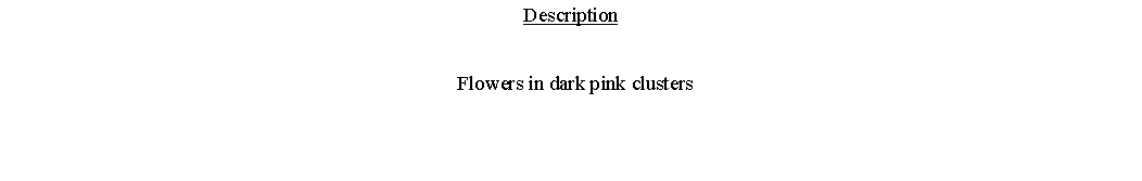 Text Box: Description  Flowers in dark pink clusters 