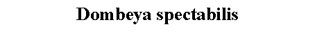 Text Box: Dombeya spectabilis 