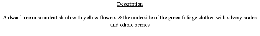 Text Box: DescriptionA dwarf tree or scandent shrub with yellow flowers & the underside of the green foliage clothed with silvery scales and edible berries 