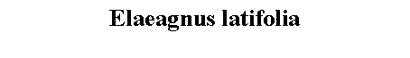 Text Box: Elaeagnus latifolia 