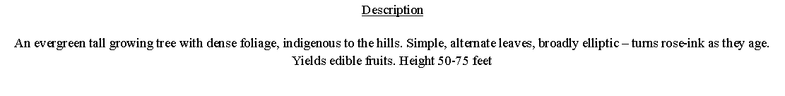 Text Box: DescriptionAn evergreen tall growing tree with dense foliage, indigenous to the hills. Simple, alternate leaves, broadly elliptic â€“ turns rose-ink as they age. Yields edible fruits. Height 50-75 feet 