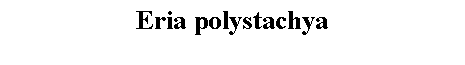 Text Box: Eria polystachya 